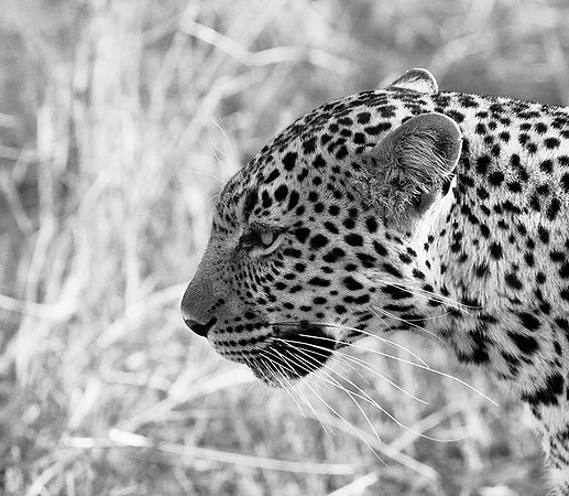 Leopard - Masaï Mara