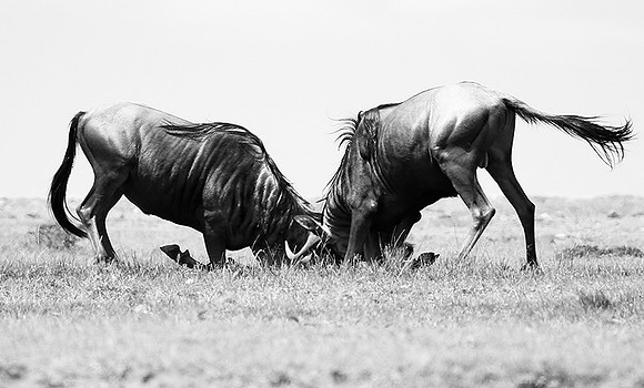 Wildebeest (gnou) - Masaï Mara