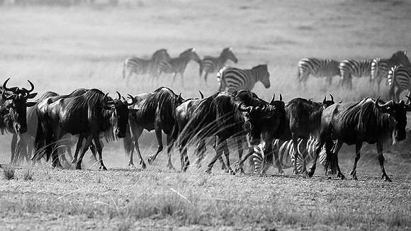 Gathering before crossing the Mara river