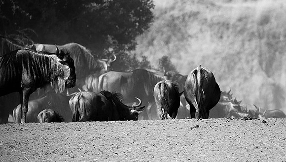 Gathering before crossing the Mara river