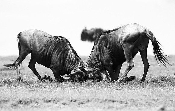 Wildebeest (gnou) - Masaï Mara