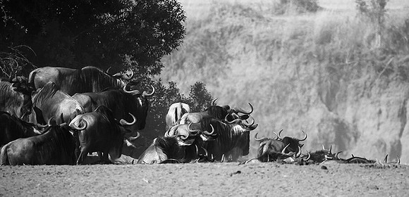 Gathering before crossing the Mara river