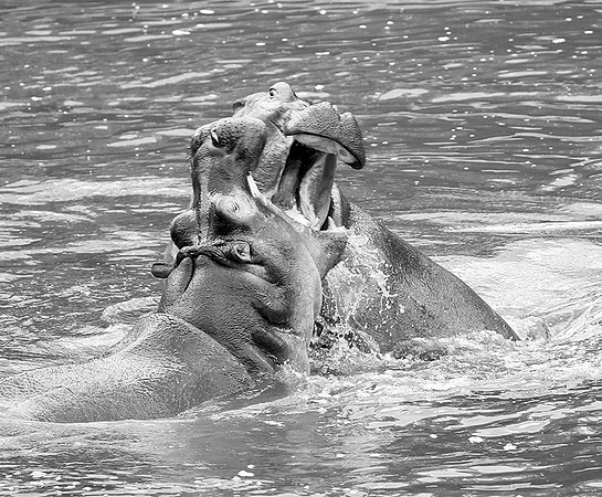 Hippos - Masaï Mara