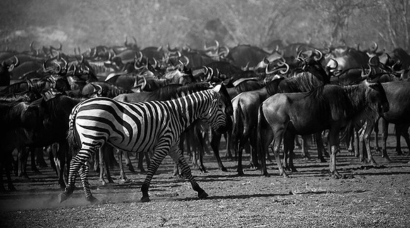 Masaï Mara : wildebeests migration