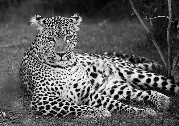 Leopard - Masaï Mara