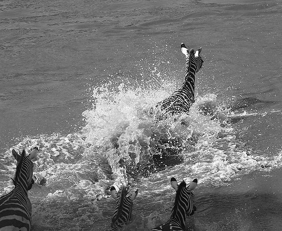 Masaï Mara - crossing the river