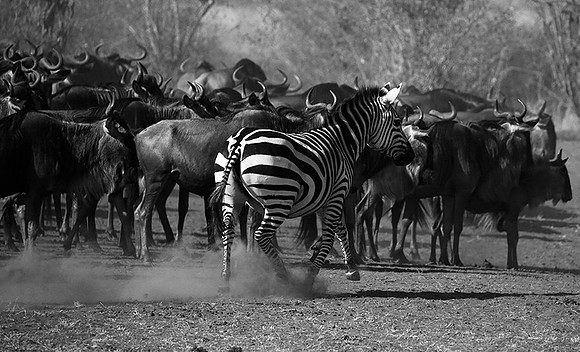 Masaï Mara : wildebeests migration