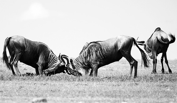 Wildebeest (gnou) - Masaï Mara