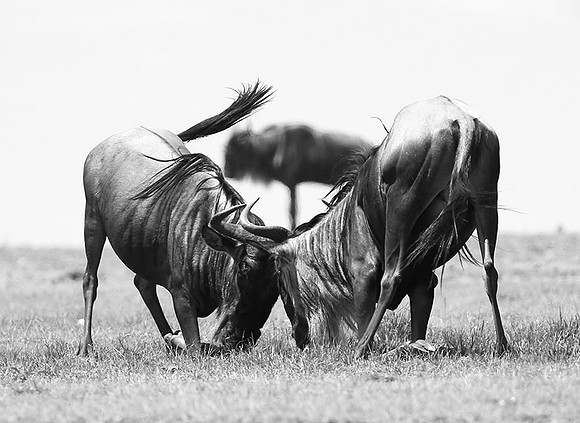 Wildebeest (gnou) - Masaï Mara