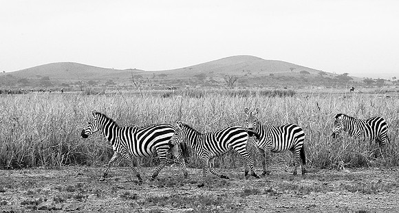 Running zebras - Amboseli