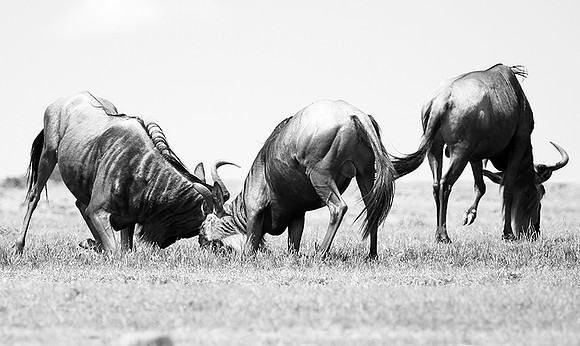 Wildebeest (gnou) - Masaï Mara