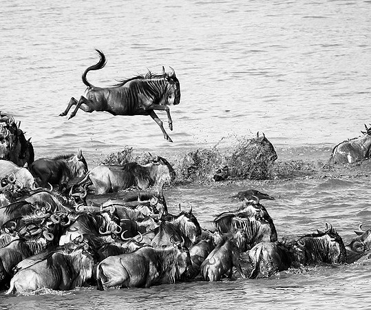 Masaï Mara - crossing the river