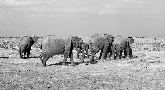 Elephants - Amboseli National Park