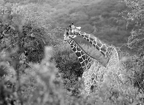 Northern Kenya