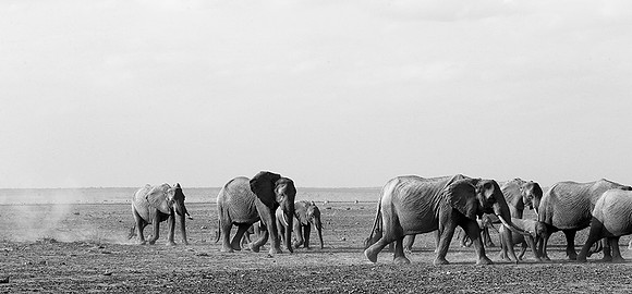 Elephants - Amboseli National Park