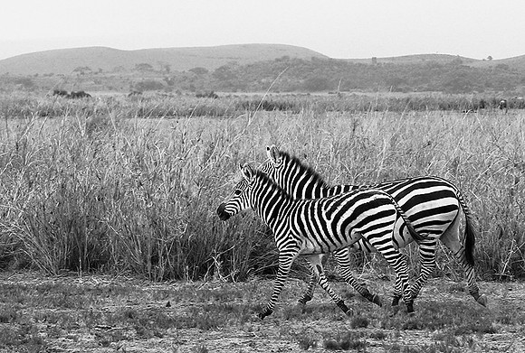Running zebras - Amboseli