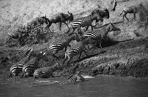 Masaï Mara - crossing the river