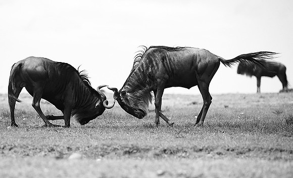 Wildebeest (gnou) - Masaï Mara