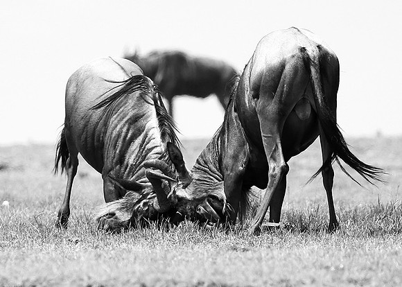 Wildebeest (gnou) - Masaï Mara