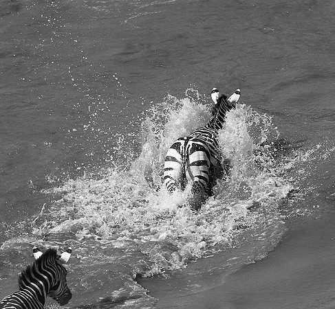 Masaï Mara - crossing the river