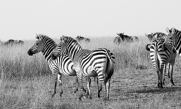 Zebras - Masaï Mara