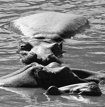 Hippos - Masaï Mara