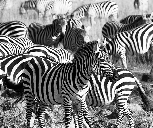 Zebras - Masaï Mara