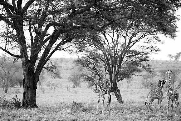 Meru NP