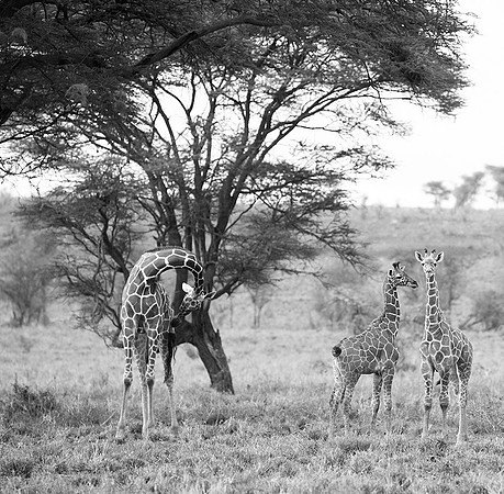 Meru NP