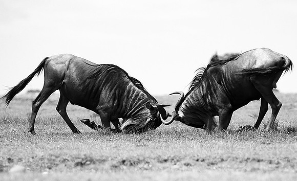 Wildebeest (gnou) - Masaï Mara