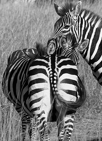 Zebras - Masaï Mara