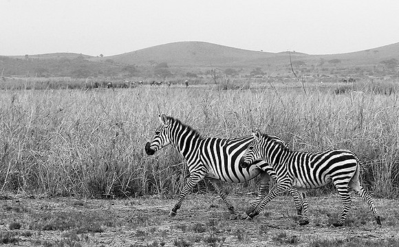 Running zebras - Amboseli