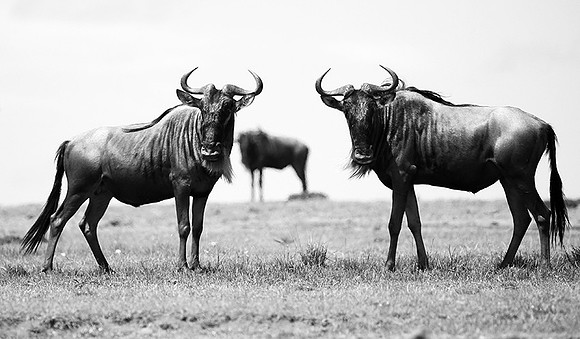 Wildebeest (gnou) - Masaï Mara