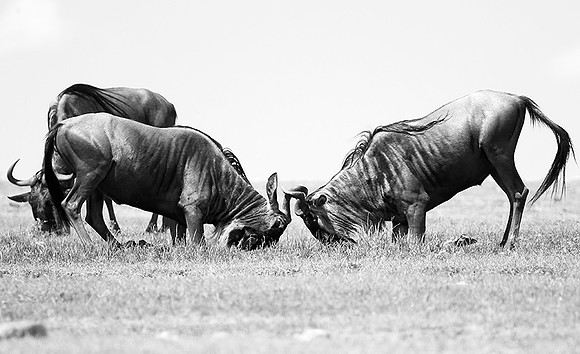 Wildebeest (gnou) - Masaï Mara