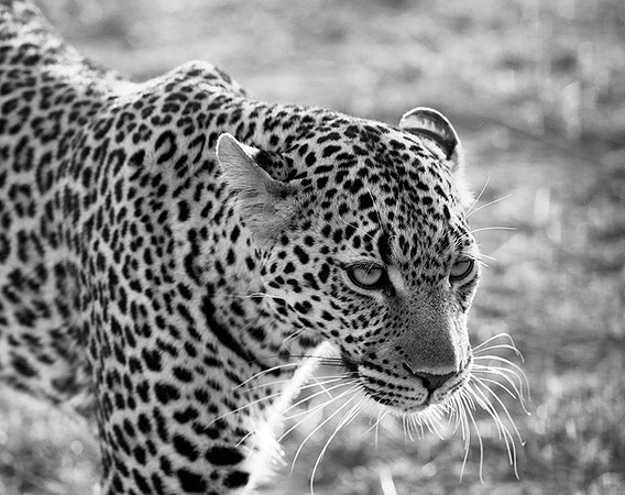 Leopard - Masaï Mara