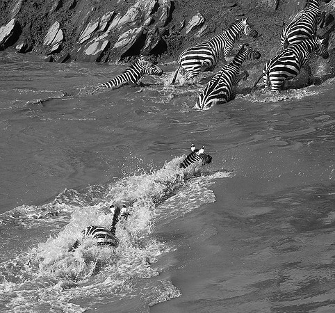 Masaï Mara - crossing the river