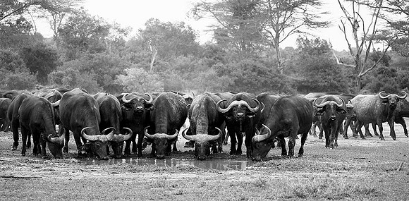 Buffalos at Laikipia