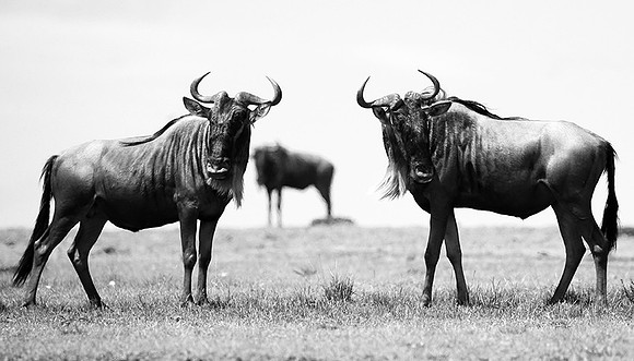 Wildebeest (gnou) - Masaï Mara