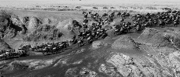 Masaï Mara - crossing the river
