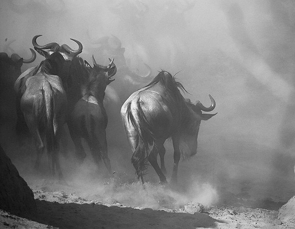 Wildebeest migration : Masaï Mara