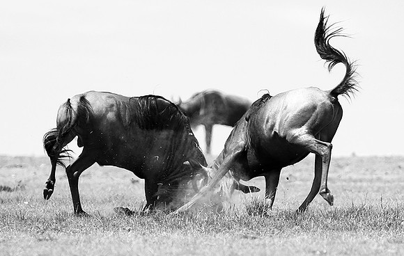 Wildebeest (gnou) - Masaï Mara