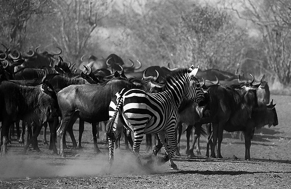 Masaï Mara : wildebeests migration