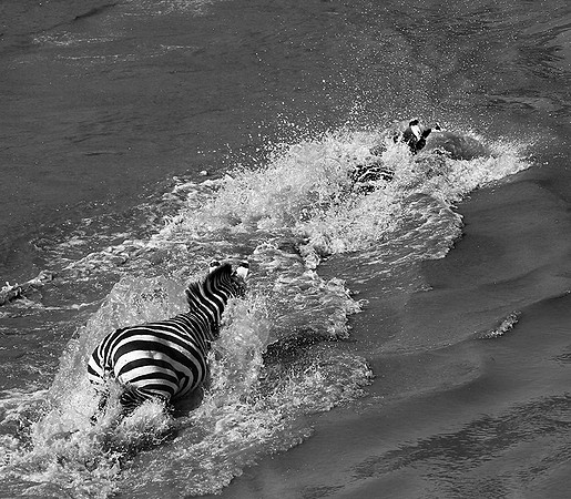 Masaï Mara - crossing the river