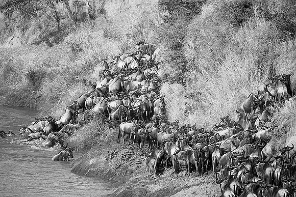 Masaï Mara - crossing the river