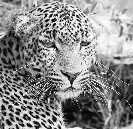 Leopard - Masaï Mara