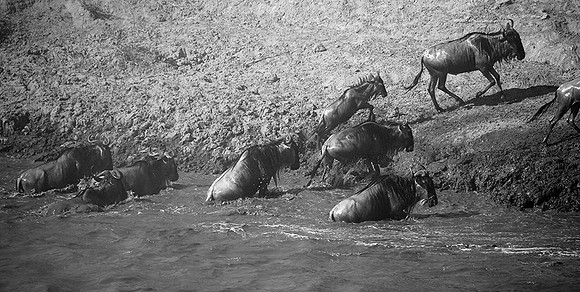 Masaï Mara - crossing the river