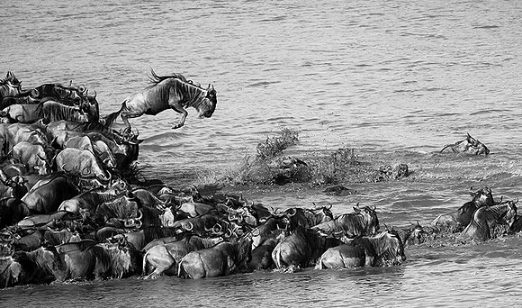 Masaï Mara : wildebeests migration