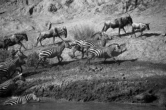 Masaï Mara - crossing the river