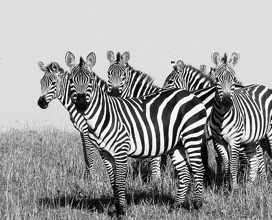 Zebras - Masaï Mara