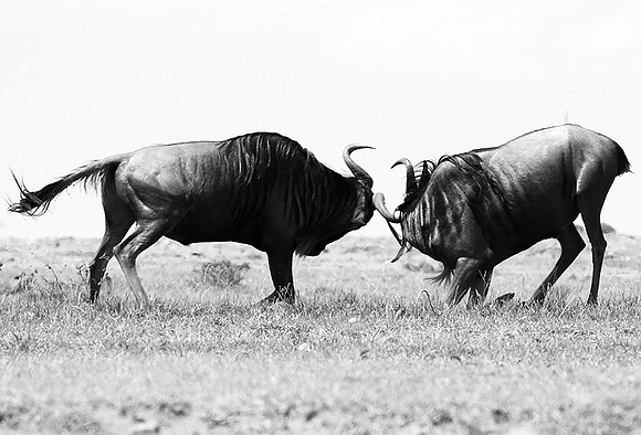 Wildebeest (gnou) - Masaï Mara